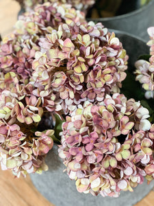 Autumn Burgundy Hydrangea