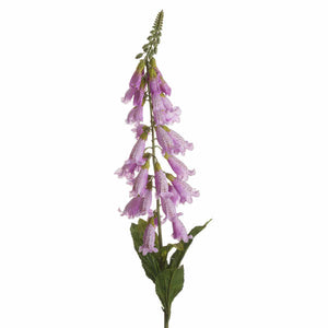 Foxglove