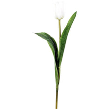 White Tulip