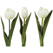 White Tulip