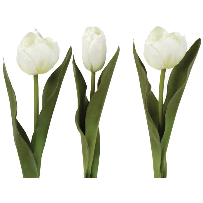 White Tulip