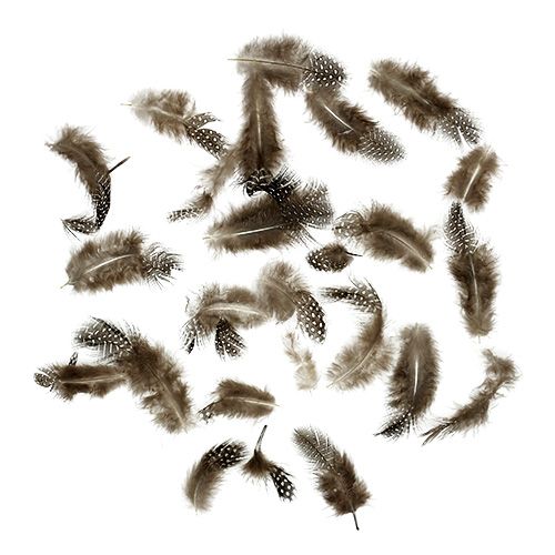 Guinea Fowl Feathers Light Brown - Box