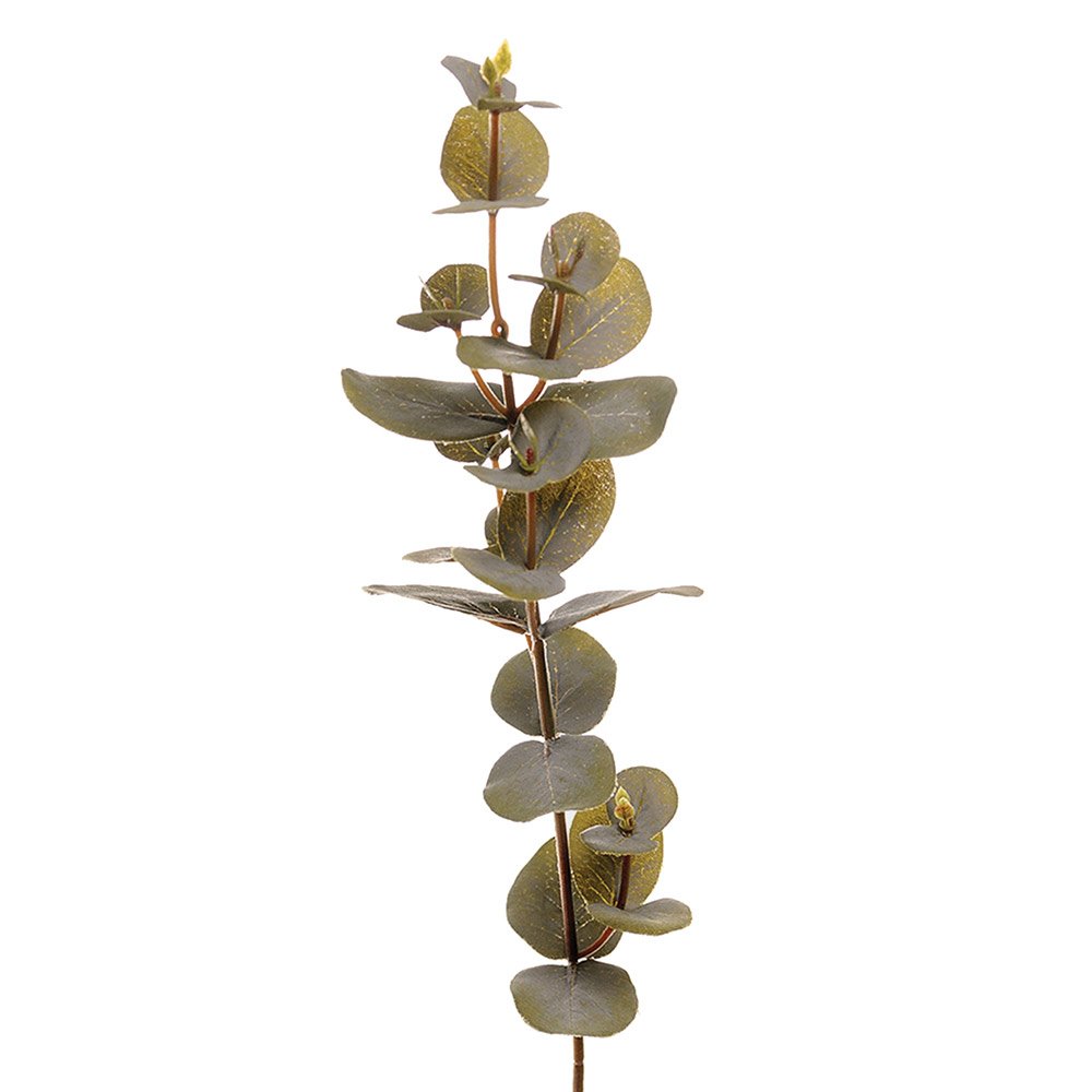 Eucalyptus Stem